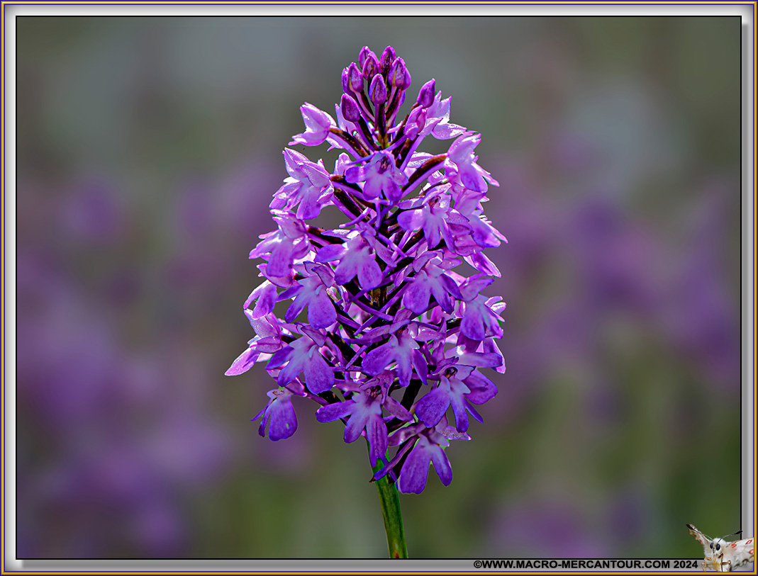 Orchis pyramidal